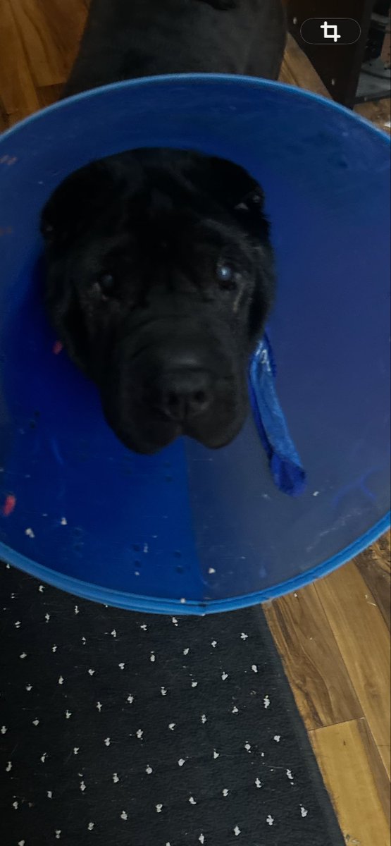 I’m not a wolf 🐺 🇺🇸 tweet media