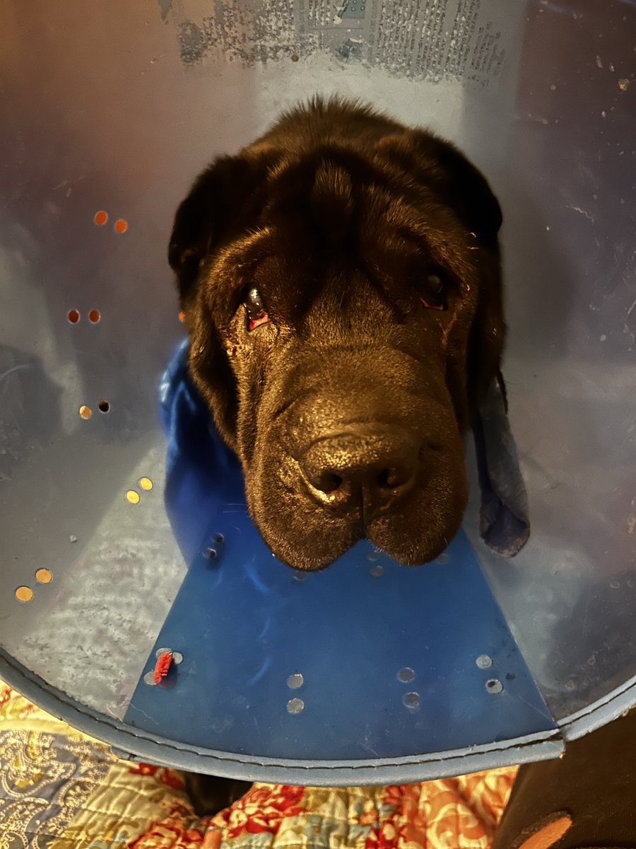 I’m not a wolf 🐺 🇺🇸 tweet media