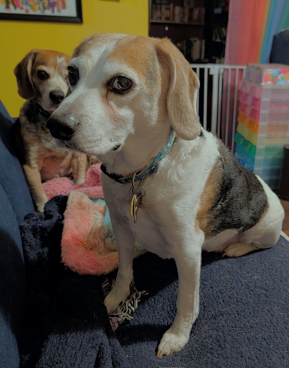 Muggs and Norman look like they're about to drop an album of acoustic Simon and Garfunkel covers. But given that they're beagles, "The Sound of Silence" will be conspicuously absent.