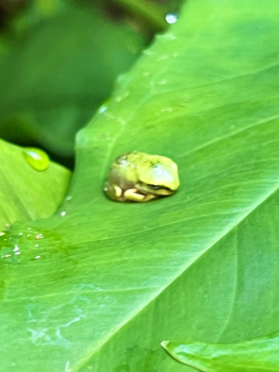 Dave Krantz tweet media