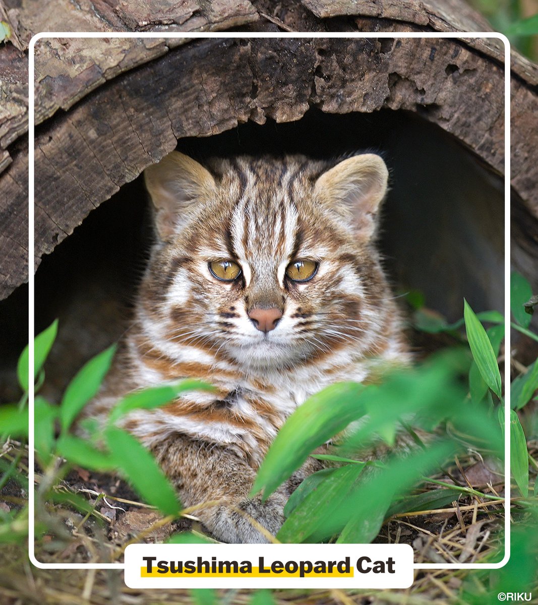 Celebrate Japan's #CatDay on Feb. 22 🐈! Japan has 2 wildcats