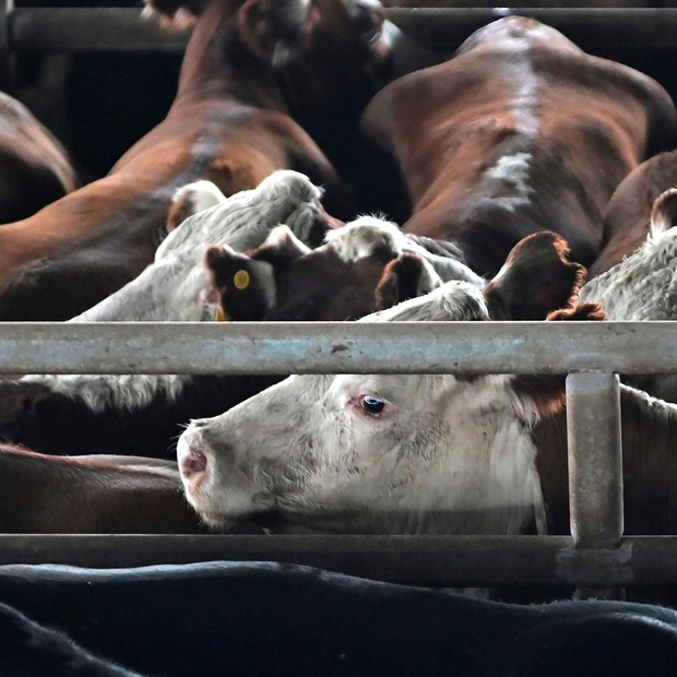 SE VIENE OTRA SUBA EN EL PRECIO DE LA CARNE

El valor de la hacienda en Cañuelas subió $400 en la última semana y las vaquillonas livianas alcanzaron los $5.900 por kilo. El mercado anticipa que el ajuste llegará a las carnicerías en los próximos días.

Analistas estiman aumentos