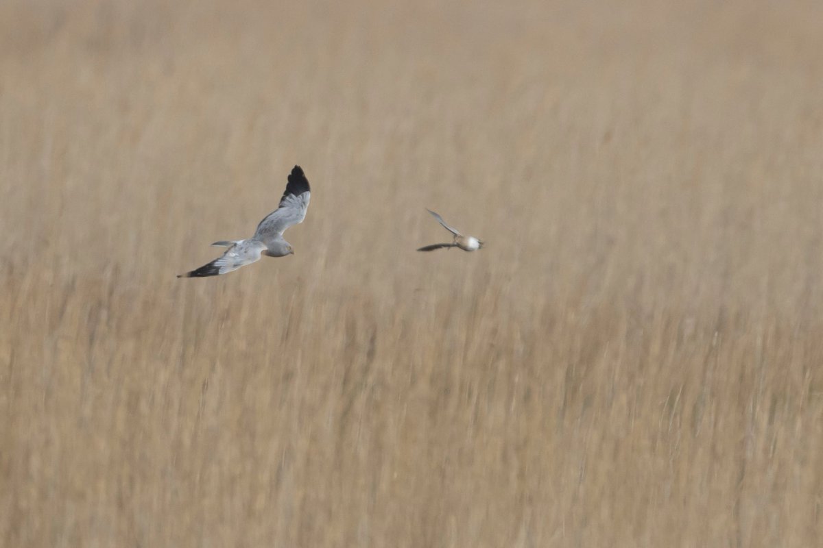 Caleb Knight tweet media