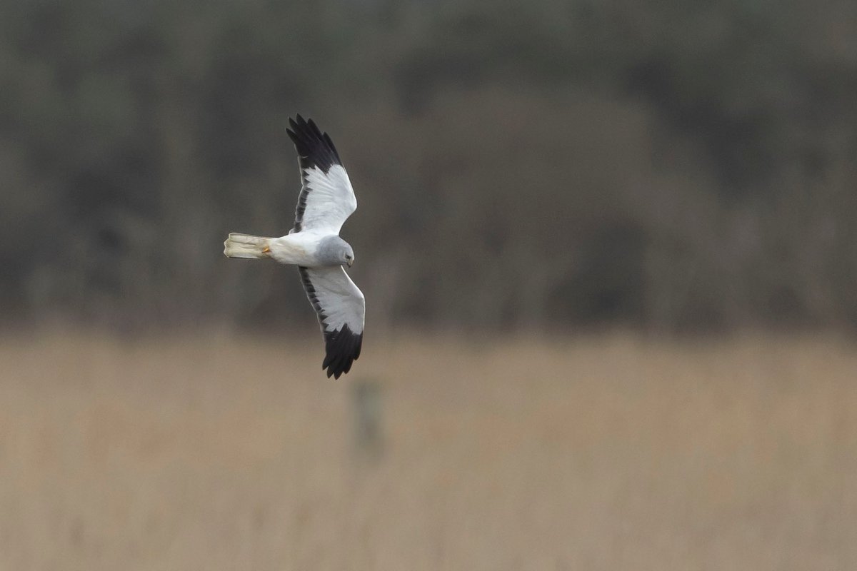 Caleb Knight tweet media