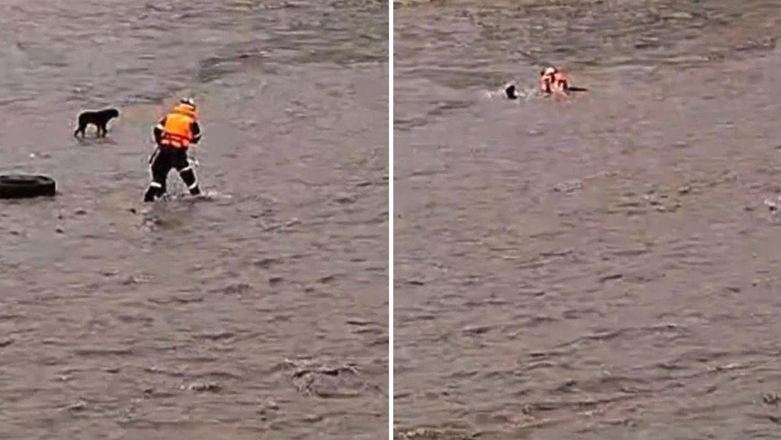 mirecarhuas's tweet image. 🙏🏻Solo y a su suerte entró este rescatista y suboficial a salvar un perrito. Su institución en vez de ayudarlo y brindarle todas las herramientas para rescate lo abandonó. Cada vez que he publicado abusos a policías y militares sus propios compañeros reaccionan burlándose