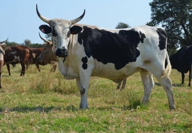 Dr MuVenda tweet media