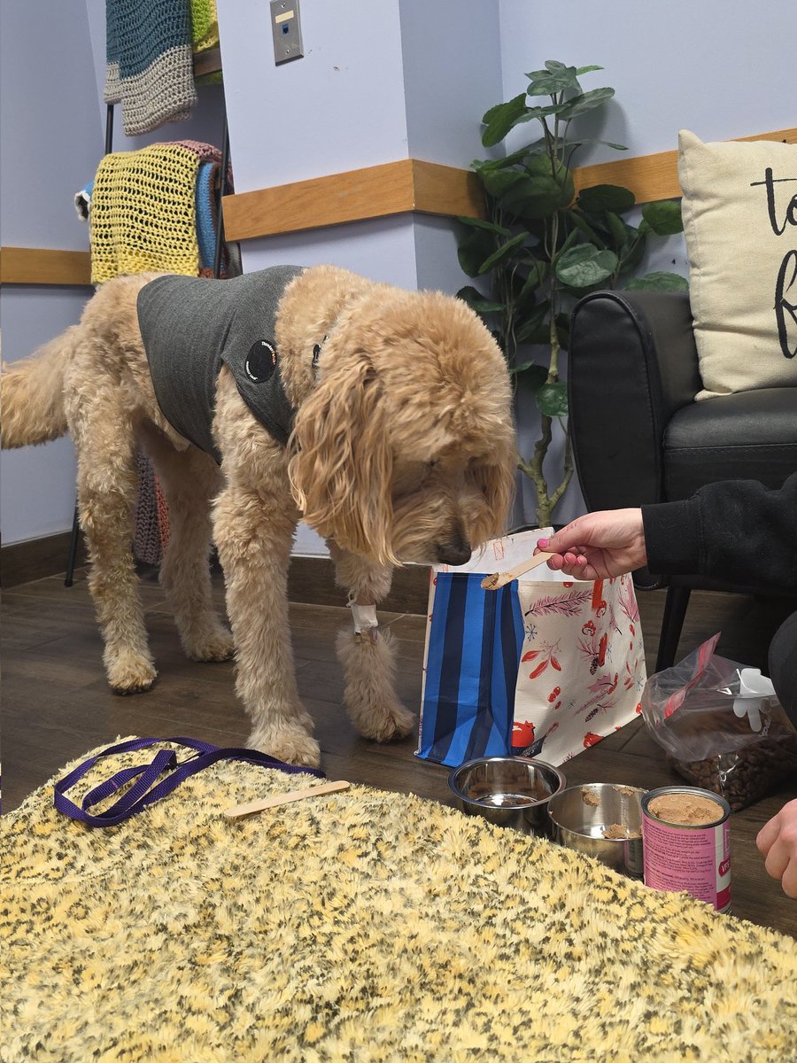 Adam_Wright23's tweet photo. Lunch update. All I ask is an RT of my pinned post. Let's make this go viral. Luke needs your help!
#goldendoodle #dogsoftwitter
#GoFundMe @gofundme https://t.co/ylzN8tN8VL