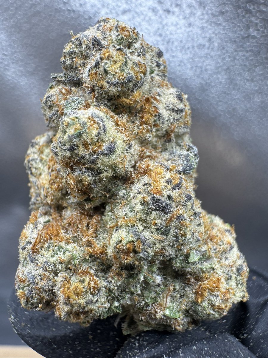 Colorado Exotics 🏔️ tweet media