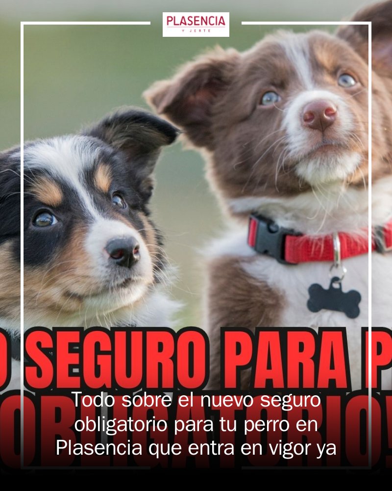 🐾📢 ¡Atención, dueños de perros en Plasencia! A partir de septiembre será obligatorio contratar un seguro de responsabilidad civil para todos los perros. No olvides que esto incluye hasta multas de 10.000 euros por no cumplir. ¡Infórmate y protege a... mrf.lu/zJJc