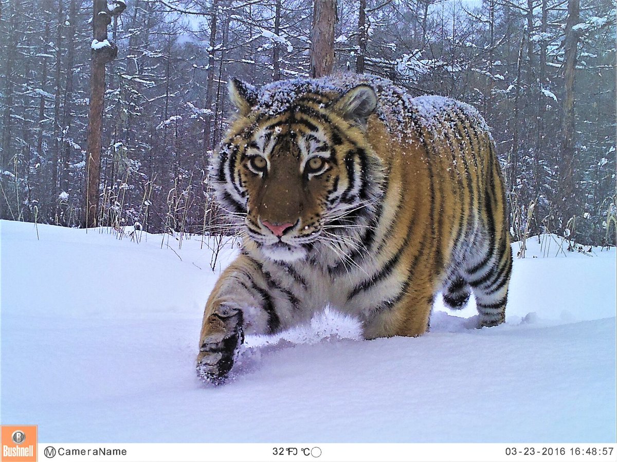 trailcam (@trail_cams) on Twitter photo 