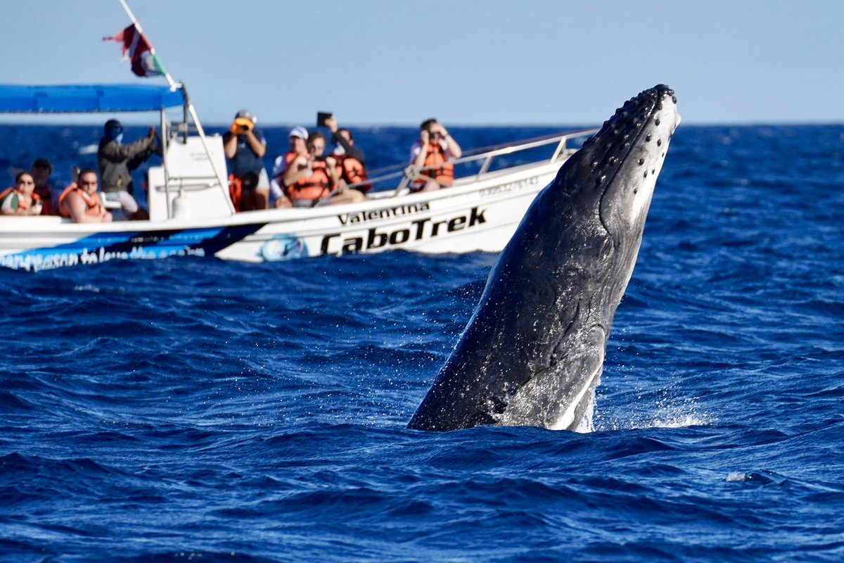 CaboTrek's tweet photo. Humpback Calves: The next generation of giants is here in Cabo! 🐋✨
Quick facts:
🍼 Drink 600L of milk daily.
💙 Always "cuddling" with mom for protection.
💦 Breaching = Strength training. https://t.co/OkeElmFrO6