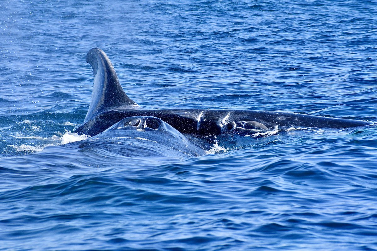 CaboTrek's tweet photo. Humpback Calves: The next generation of giants is here in Cabo! 🐋✨
Quick facts:
🍼 Drink 600L of milk daily.
💙 Always "cuddling" with mom for protection.
💦 Breaching = Strength training. https://t.co/OkeElmFrO6