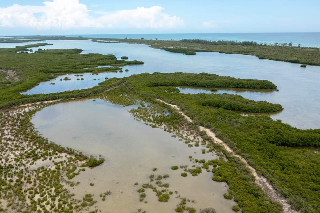 CubaPLUSMag's tweet photo. Fragmentos del paraíso... por David Estrada 📷.
.
.
.
#CubaPLUS #canarreosarchipelago #visitcubanow #isladelajuventud #cayolargodelsur https://t.co/weUoEg2O2C