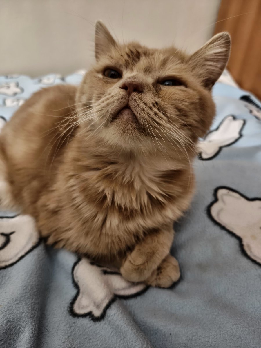 şanslı tweet media