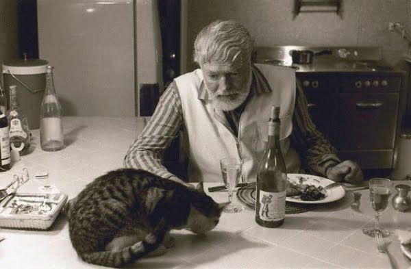 "Los gatos son absolutamente honestos a nivel emocional. Un ser humano puede ocultar sus sentimientos, pero un gato no."

- Ernest Hemingway