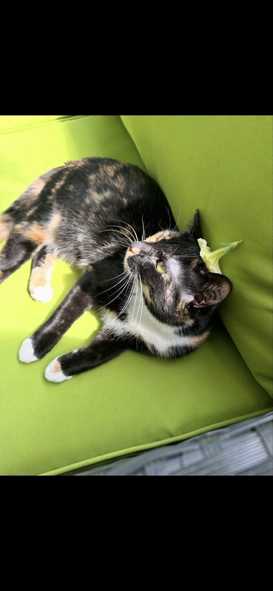 naleahchavers's tweet photo. @Garrett_Watts This is Emily, she ALWAYS has crusty eye boogers and loves to play fetch. I found her at a pet charity event and instantly feel in love. When she was a kitten, she used to sneeze and catapult boogers onto my wall and I essentially had to sand and spackle over them when I moved :) https://t.co/08qeNCIfyY