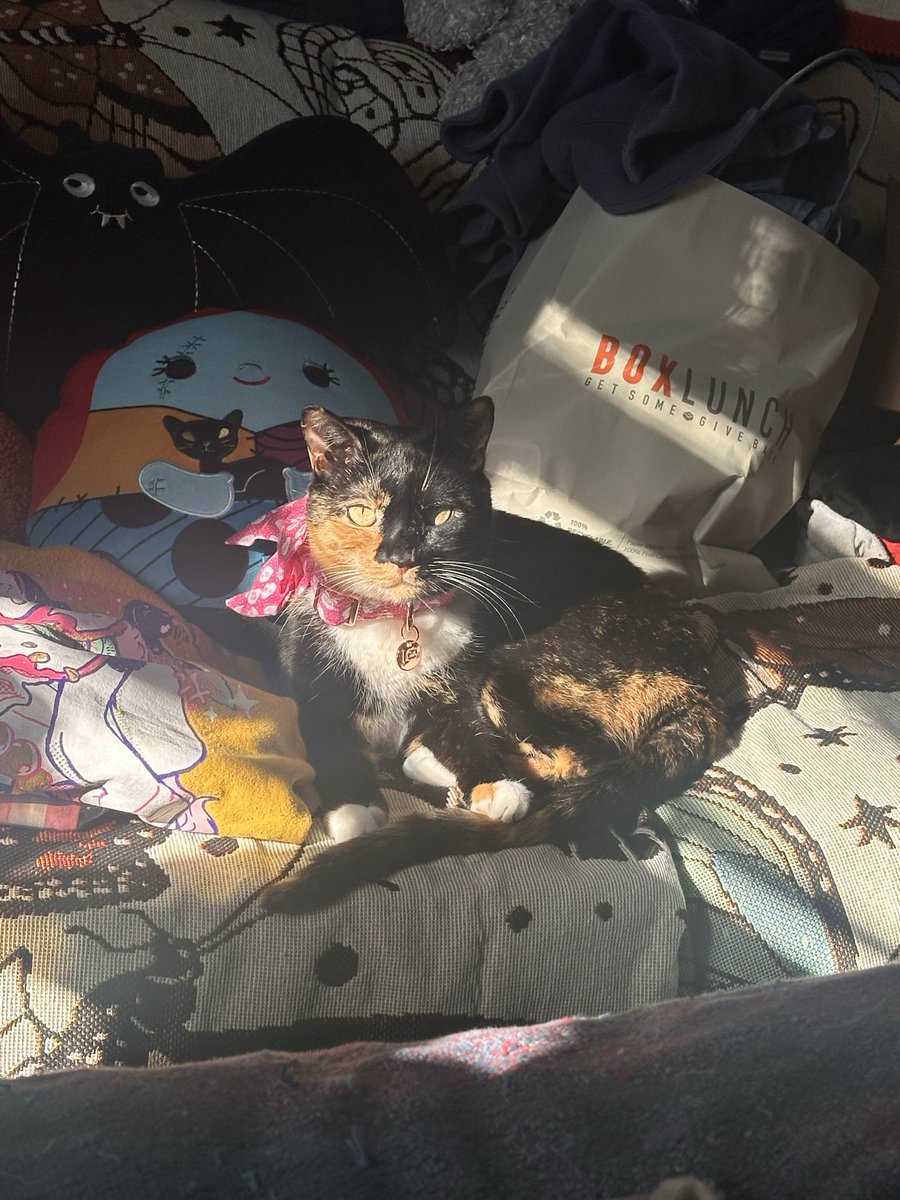 naleahchavers's tweet photo. @Garrett_Watts This is Emily, she ALWAYS has crusty eye boogers and loves to play fetch. I found her at a pet charity event and instantly feel in love. When she was a kitten, she used to sneeze and catapult boogers onto my wall and I essentially had to sand and spackle over them when I moved :) https://t.co/08qeNCIfyY