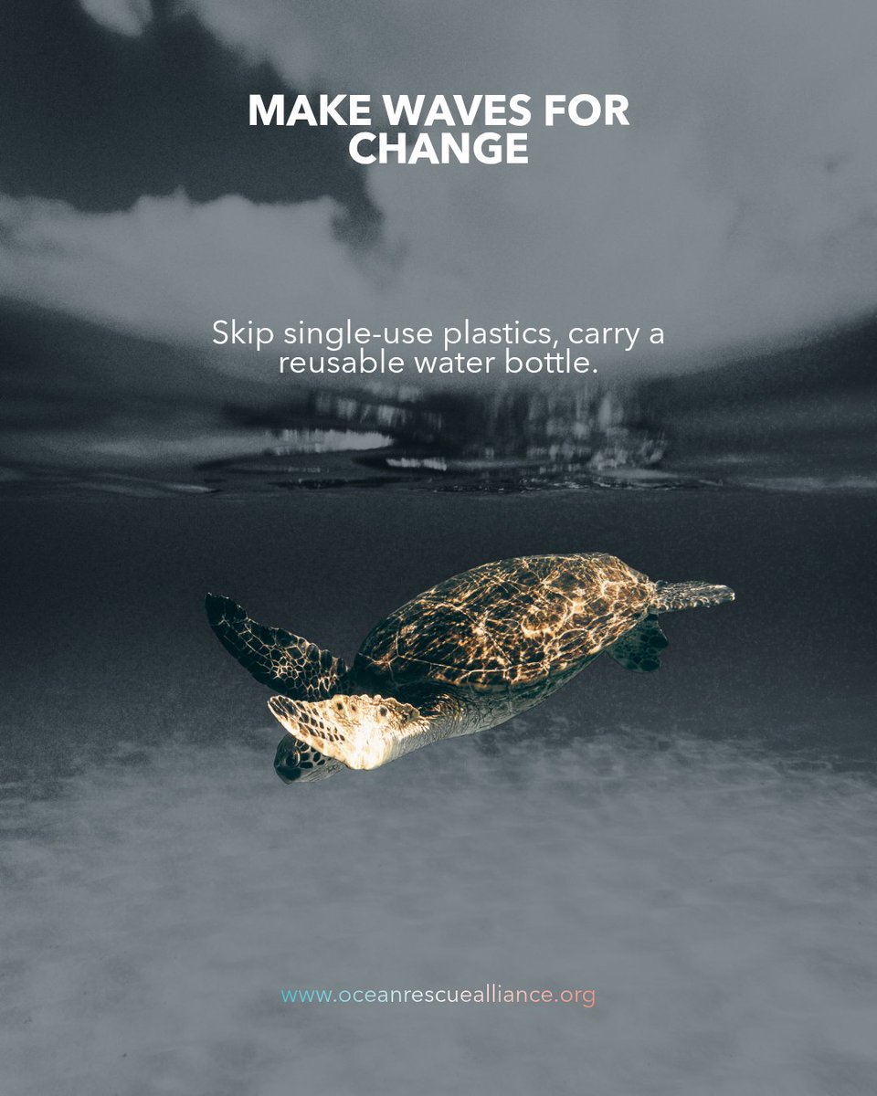 Ocean Rescue Alliance Intl. tweet media
