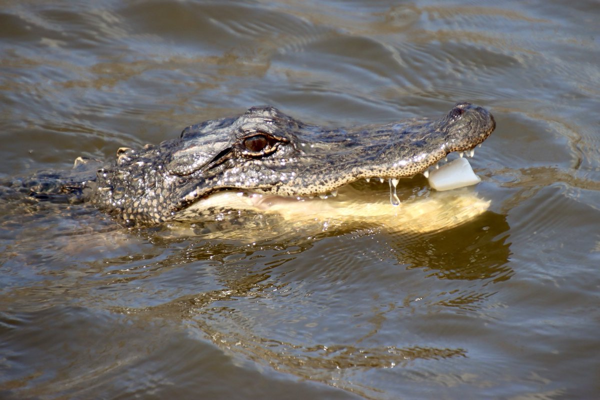 Paul Murphy tweet media