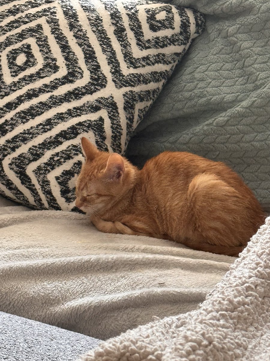 Mochi went on to her forever home    All of the cats here at harlot house miss her