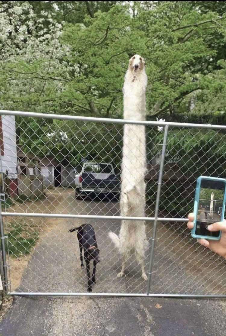 Borzoibot (ON BSKY NOW!) (@borzbot) on Twitter photo 