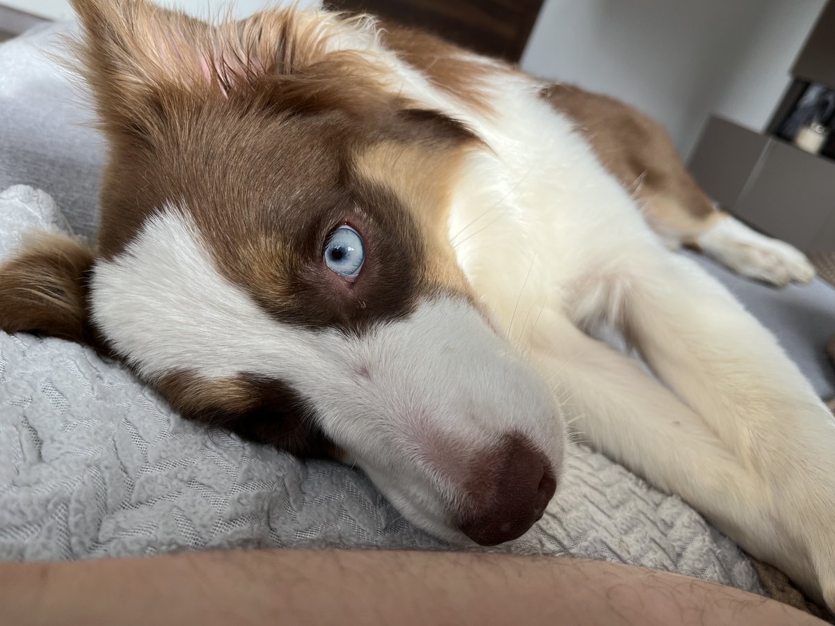 Addie says hi! She’s feeling good for the weekend 🐾 hope she lets us rest tho😅