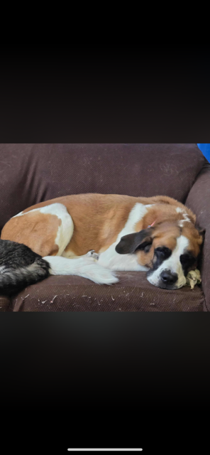 Muskoka411 News tweet media