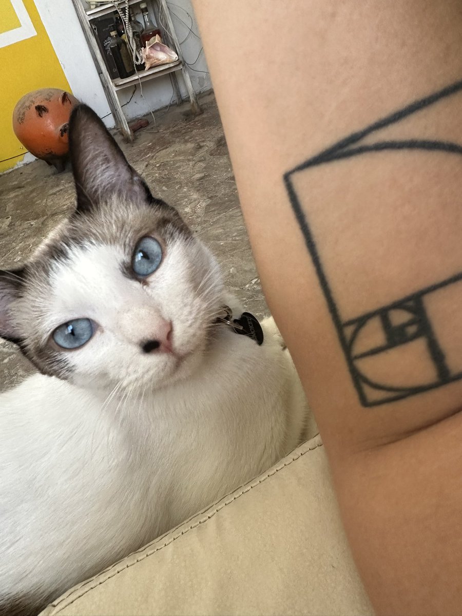 Saluden a la más cariñosa, la srita Smokey  #DíaDelGato