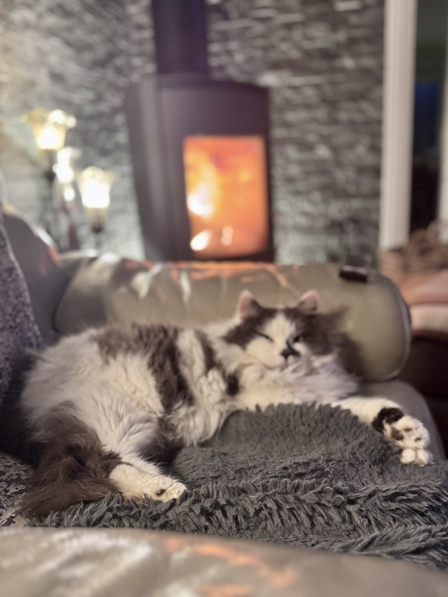 SpanielsSuper's tweet image. Perfect 👌 
#JustPerfect 

Four weeks ago I lived outside in #MarthasMansion 

Just look at me now!

#MarthasForeverHome
#CatsOfTwitter
#CatsOfX