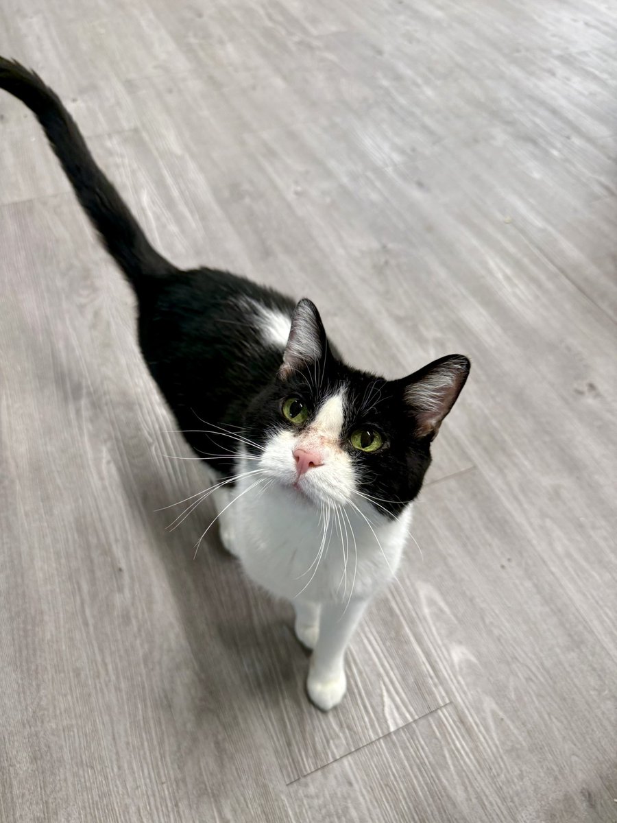 Friends of Bear Cat Rescue tweet media