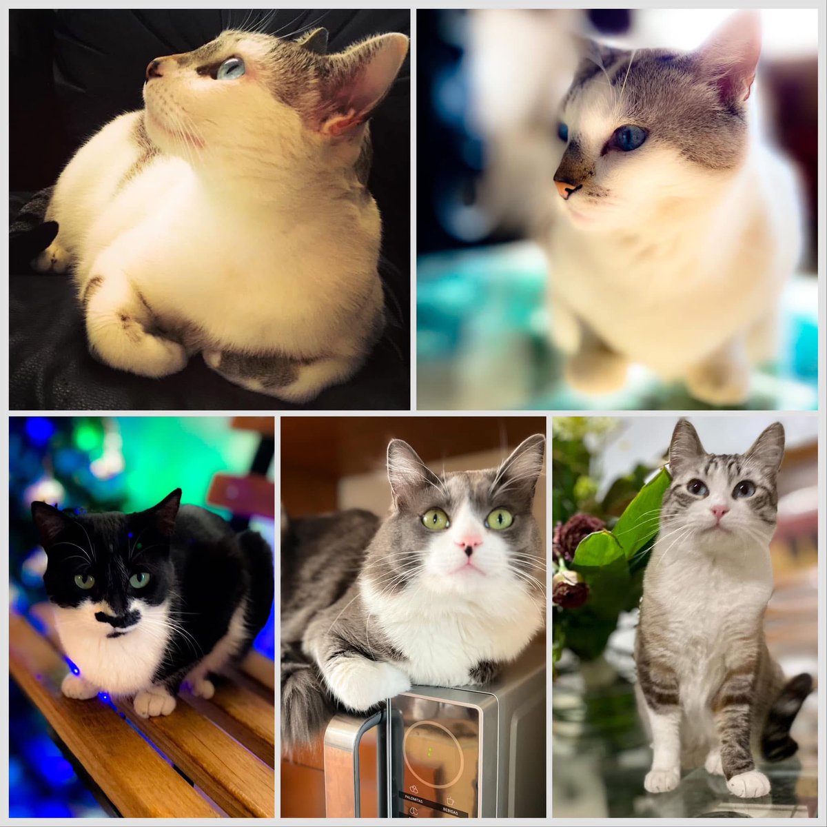 gANDHI🪽 &amp; CUCHO🪽 &amp; mILA🪽 &amp; bENITO &amp; sUkI
#DíaDelGato #miau #catlife