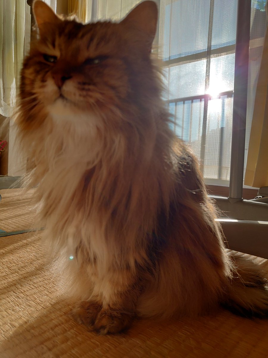 おはようございます。
2022.2.21.のチャコマロンです😺

オリンピックが終盤になってきて寂しくなっている我が家です。
昨日のフィギュアも良かったですね✨
選手から感動とパワーをもらっています💖