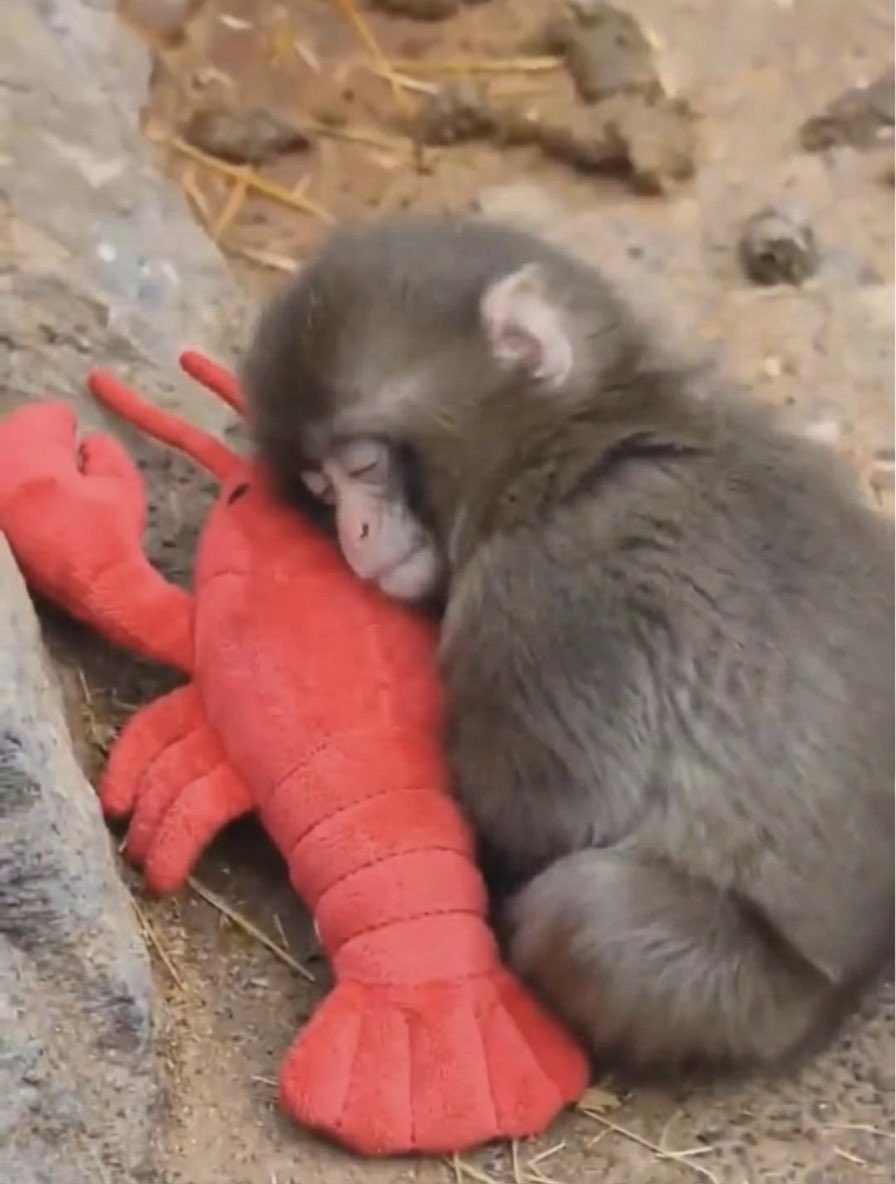 People with 4 Mac Minis once they get home from work