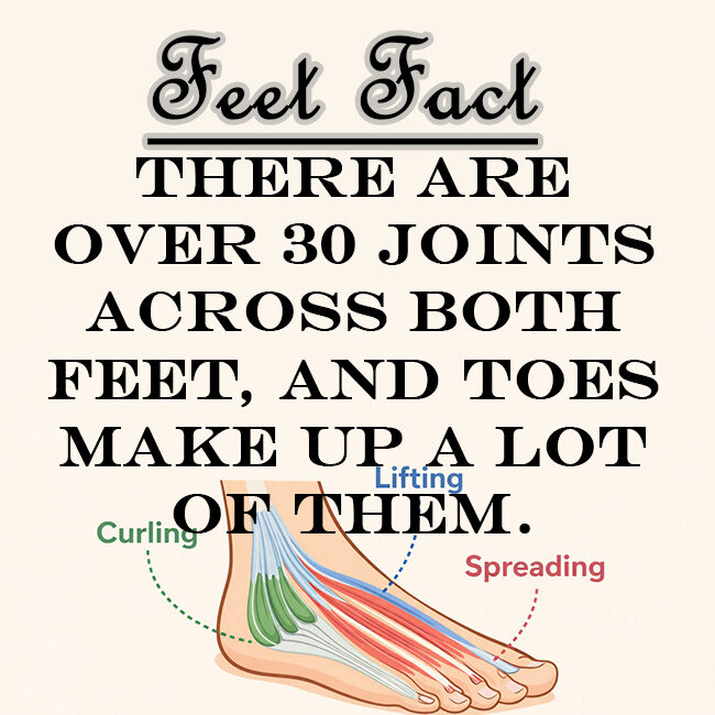 A new foot fact for your memory bank. Share with someone you know.
.
.
.
.
.
#pieslindos #feetandtoes #feetmodels #feetcommunity #mckinneytx #collegesoles #prettyfeetmatter #pes #feetlover #feetup #feetfacts #fortworthtx  #explorepage #pés #piedi #toefacts #musclestrength