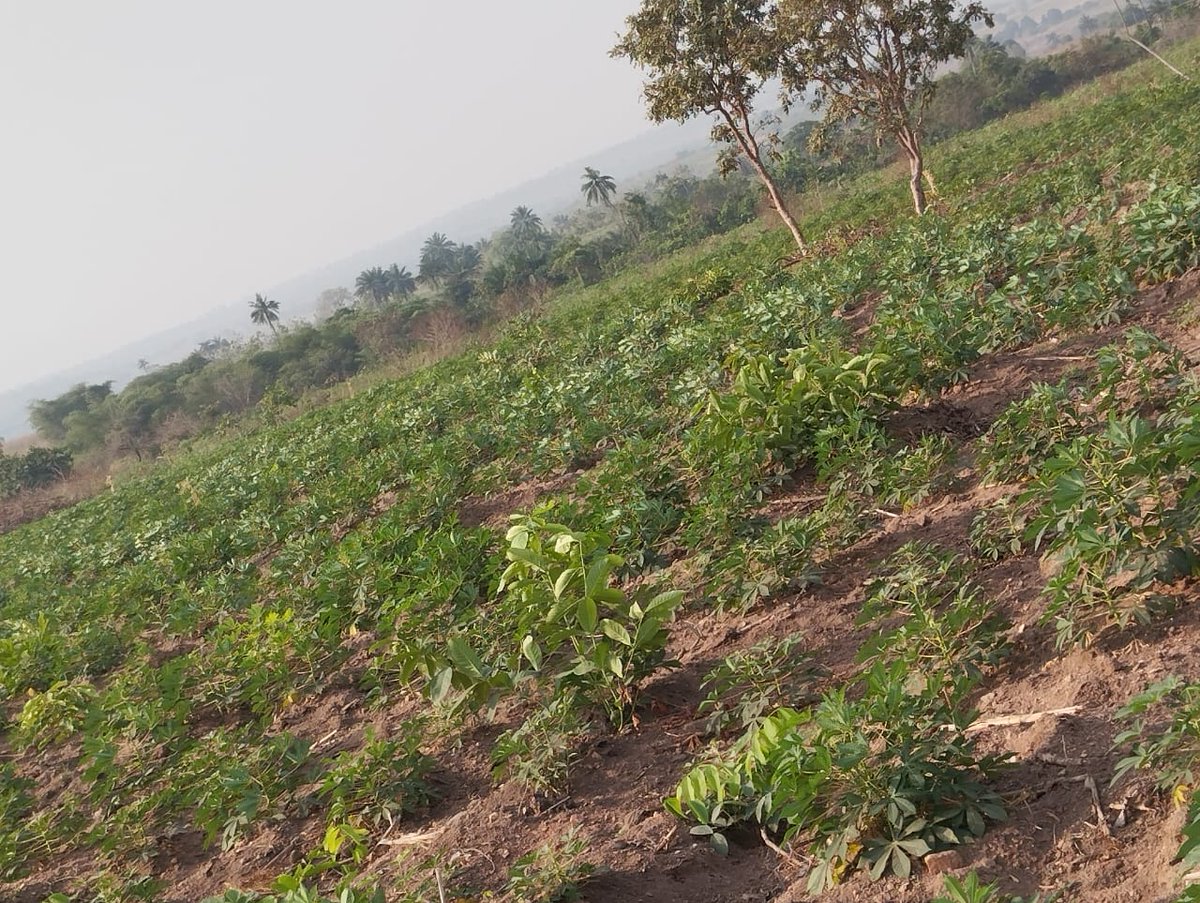 AcreUnity's tweet image. 🔥🔥UPDATE : 8 acres of farmland available for sale at Olomooba Gboleya Village, Iseyin. 

Location: Kilometer 8-9, Iseyin-Ogbomoso highway, Iseyin. 

600k per acre. 

Genuine and Stress-free. Free inspection!!

Send DM for more details!!!