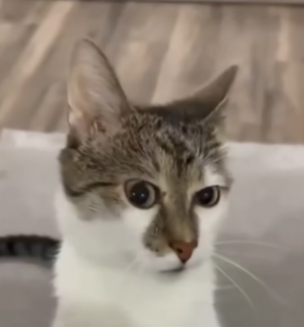 Annmooren tweet media