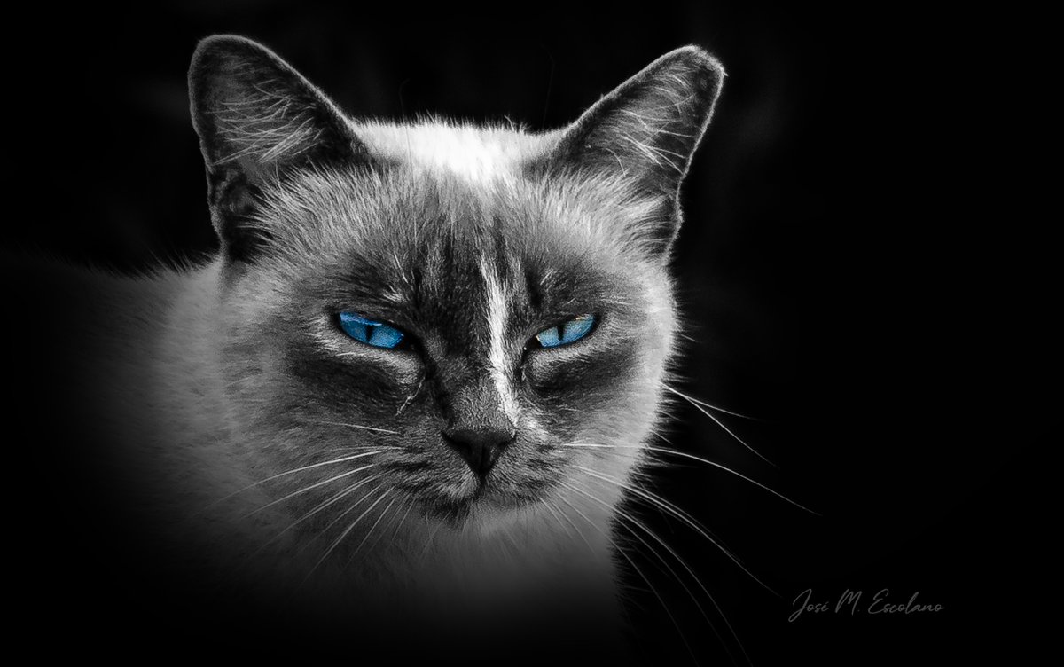 José M. Escolano tweet media