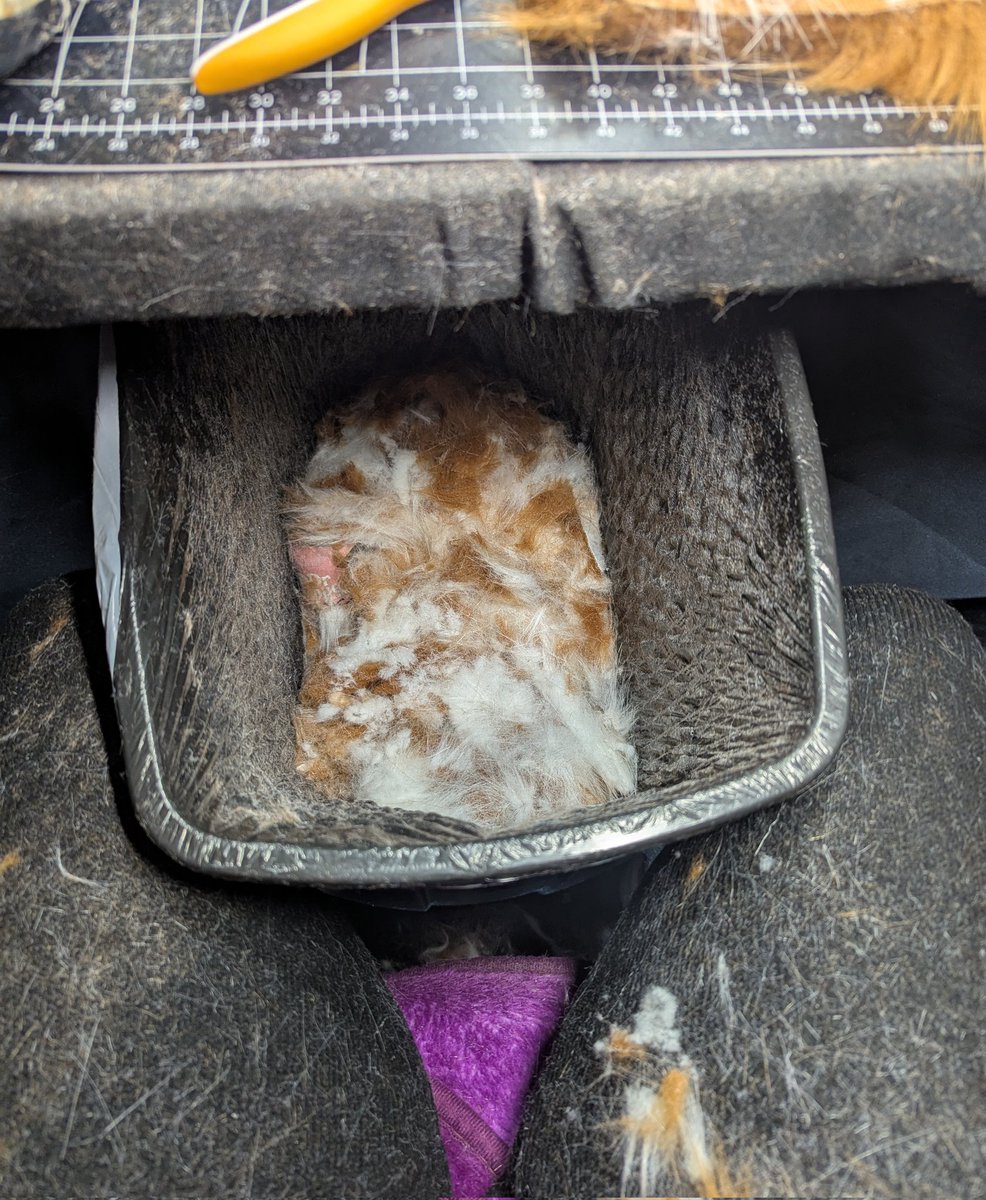 AnthroAesthetic 🔜TFF🔜 AC🔜Denfur? tweet media