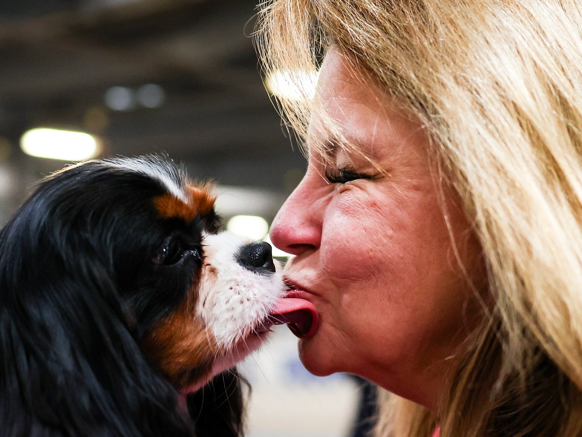 WiStateJournal's tweet image. You can see about 3,000 dogs and the people who love them compete at the Alliant Energy Center this weekend. 

Here are the details: tinyurl.com/bs34hrnu?utm_m…
