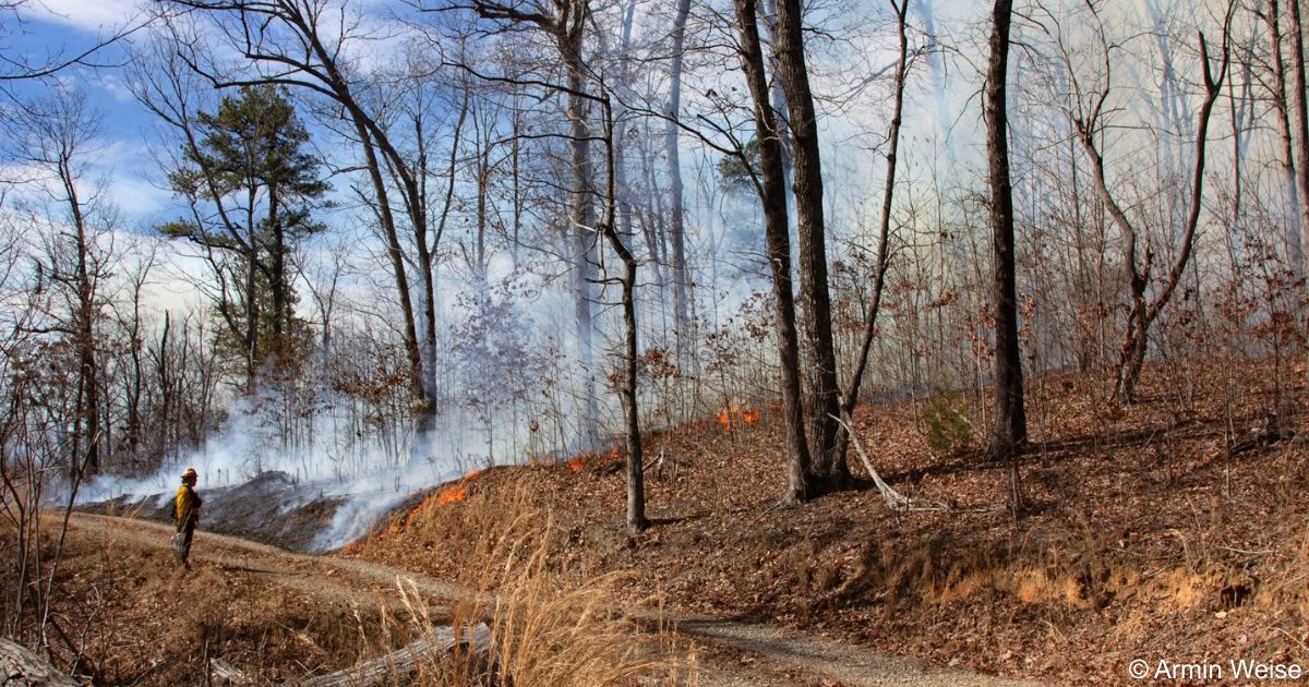 CAfirescience tweet media