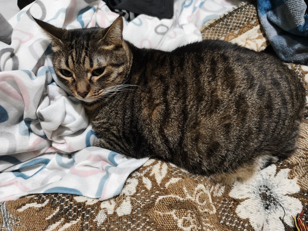 Don Gato (negro), Iris (tricolor), Divorcio (blanco y negro), Vaquita (negra y blanca) y Elsa (parda)