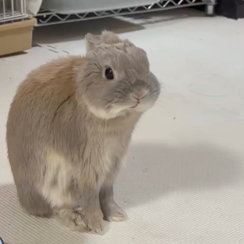 ぶんた tweet media