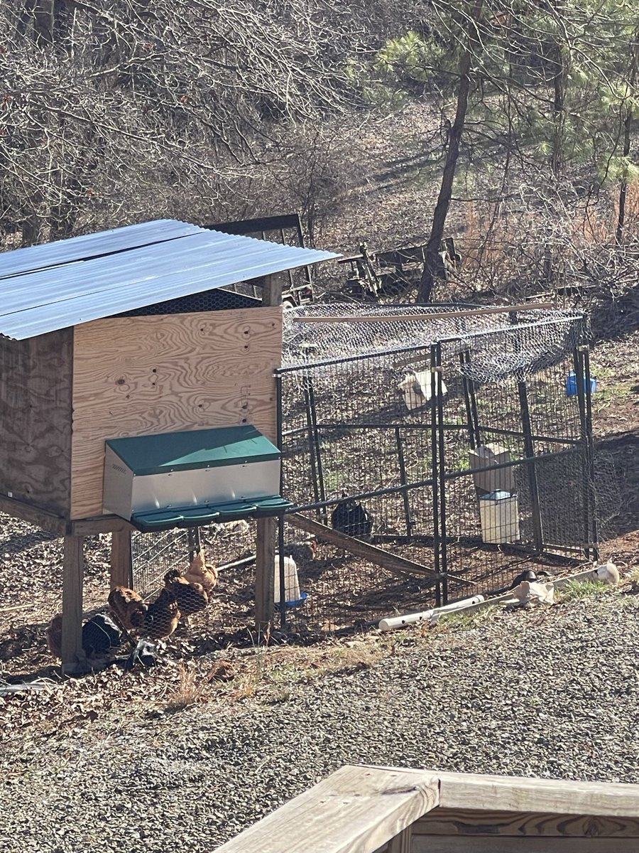 Tinyp5476's tweet photo. Got the chickens in the new coop. Gotta button up a few things but already got an egg. https://t.co/jMHPMUFDmy