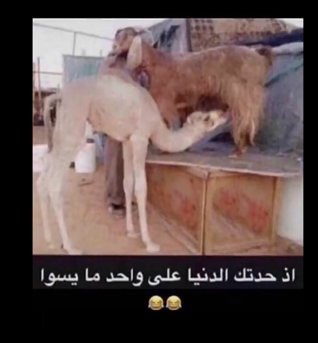 الملوك مع الاتحاد بكره :