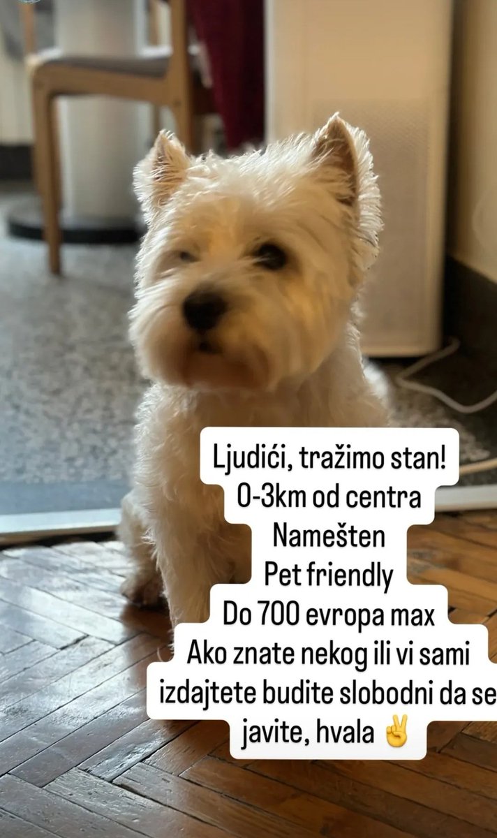 Drug traži stan za sebe, devojku i malog psa 
Molim vas RT i delite ❤️