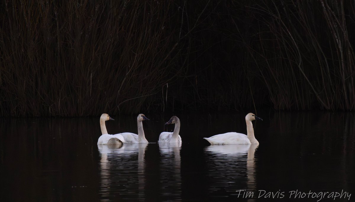 Tim Davis Photography tweet media