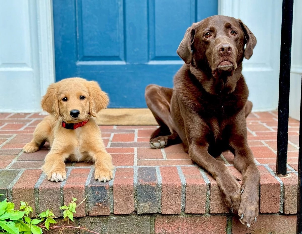 Senator Devlin Robinson tweet media