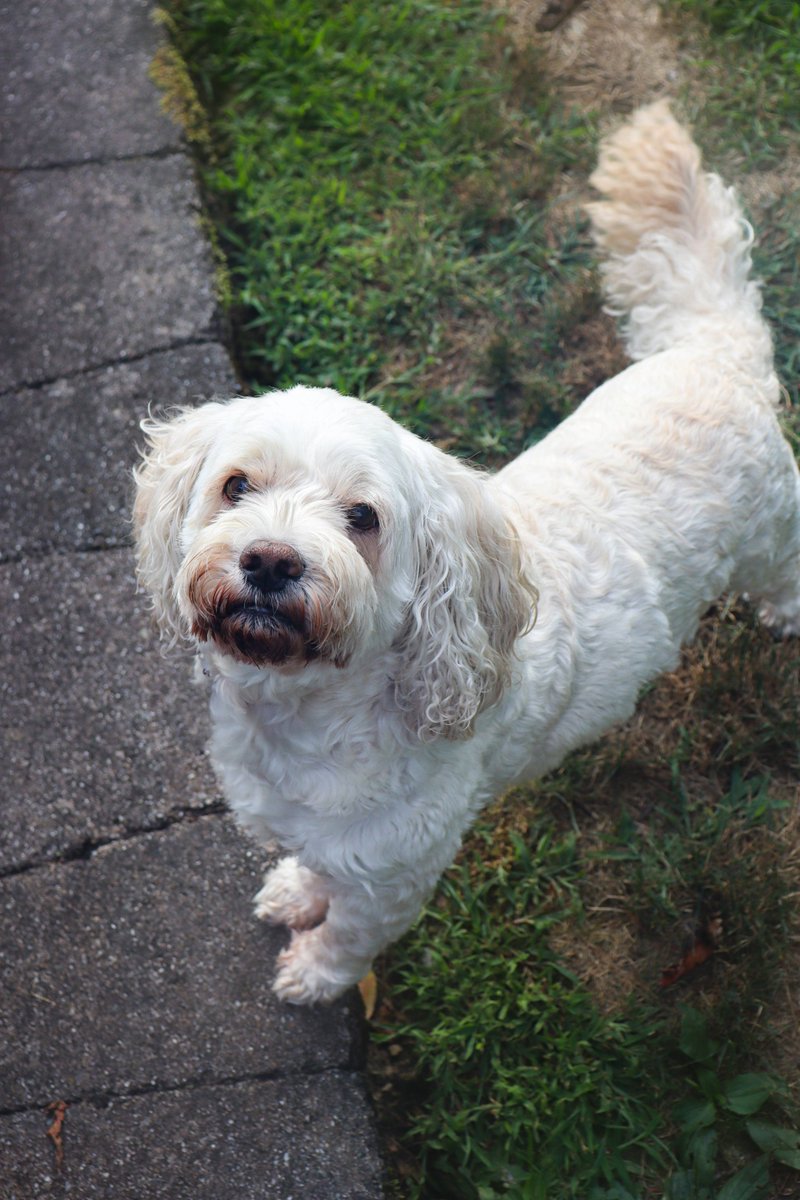 Senator Devlin Robinson tweet media