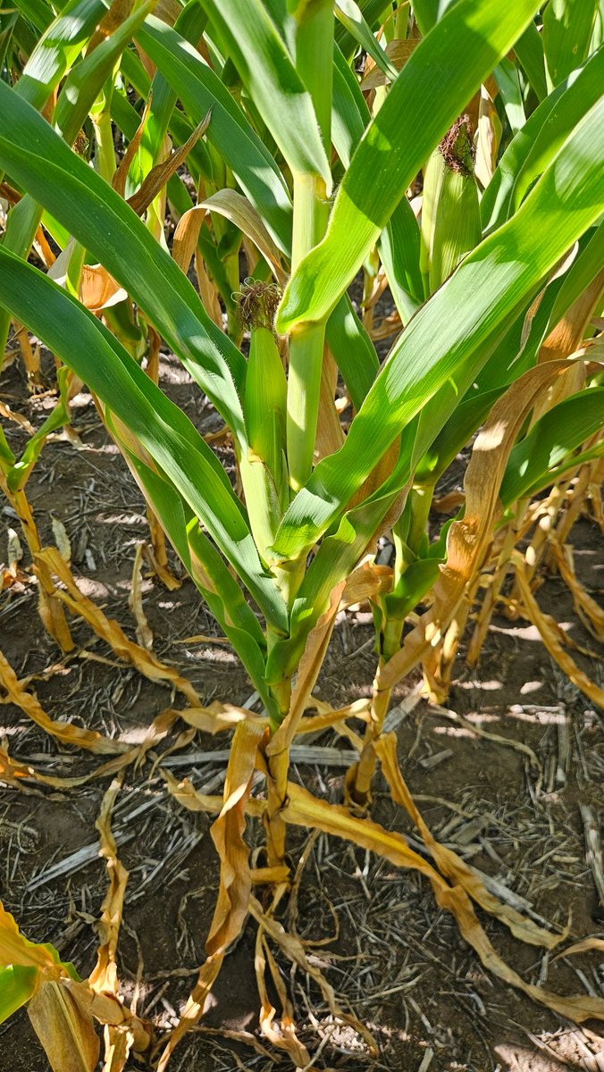 Los del rubro, que opinan? Puede esto ser problema de falta de N?