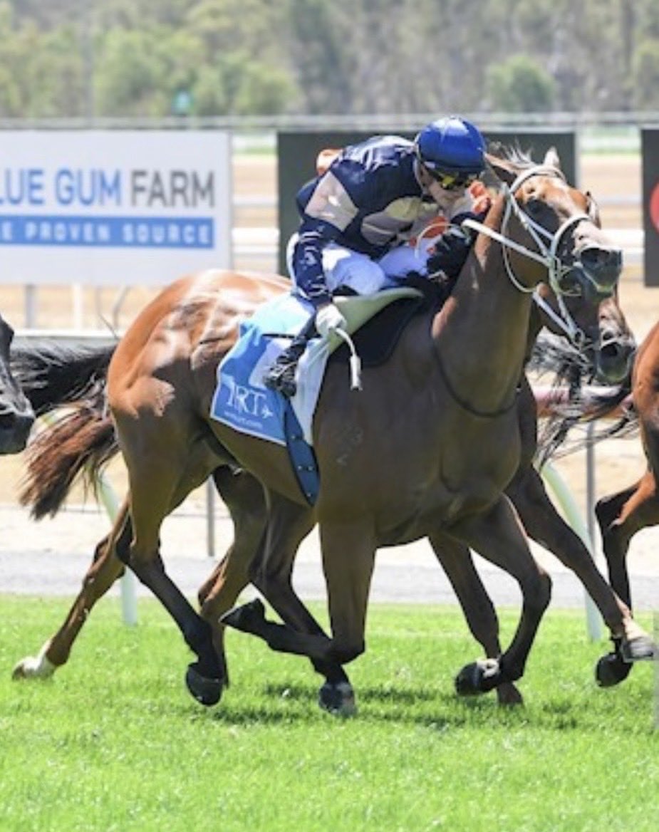 stewartgrigg's tweet photo. SABERTOOTH (3g Tivaci x Knew It) wins on debut over 1300m at Seymour Racing Club.

Great effort by both horse & jockey @LNeindorf jumping from a wide gate & showing plenty of fight & grit to win.

Many thanks to the @busuttin racing team!

Congratulations to all involved.

📸 Racing .com